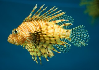 Lion fish