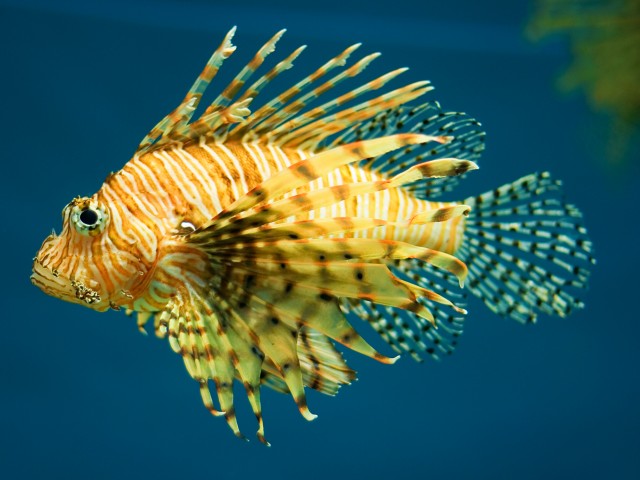 Lion fish