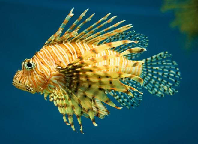 Lion fish