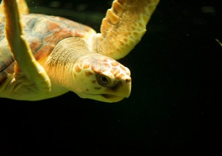 Inquisitive turtle