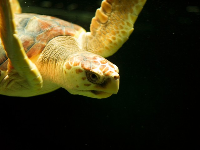 Inquisitive turtle